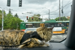 Cruising through the city.