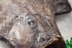 And the monk fish that moves to scare customers.