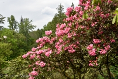 Rhodies were in bloom.