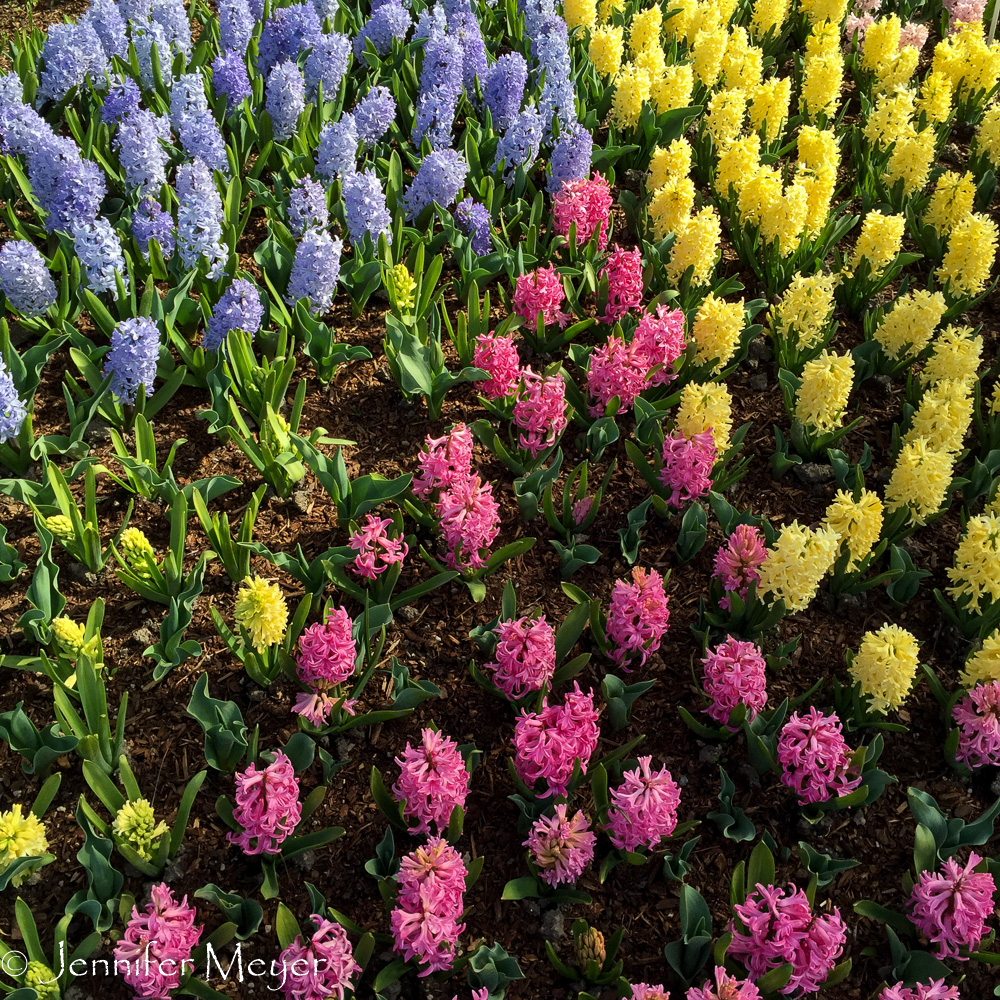 Kate stayed with Bailey and got this shot of hyacinths in the parking lot.