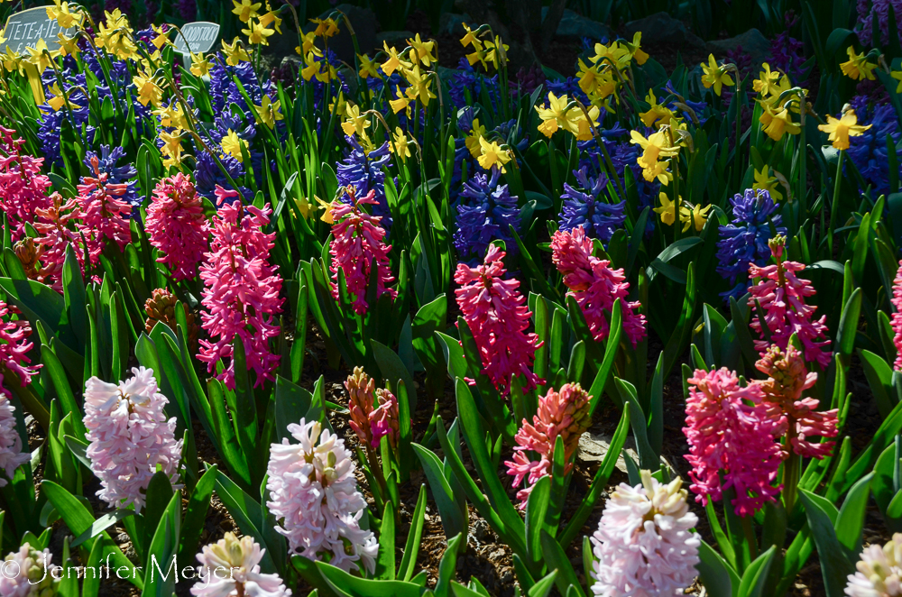 There were hyacinths in the garden, too.