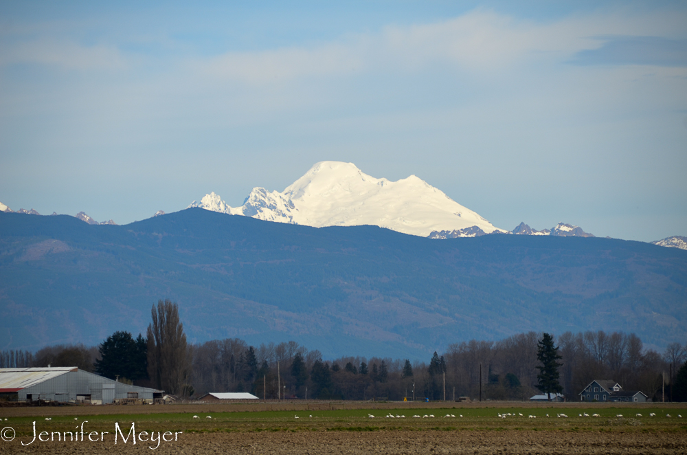 Mount Baker, with white snow geese in a field.