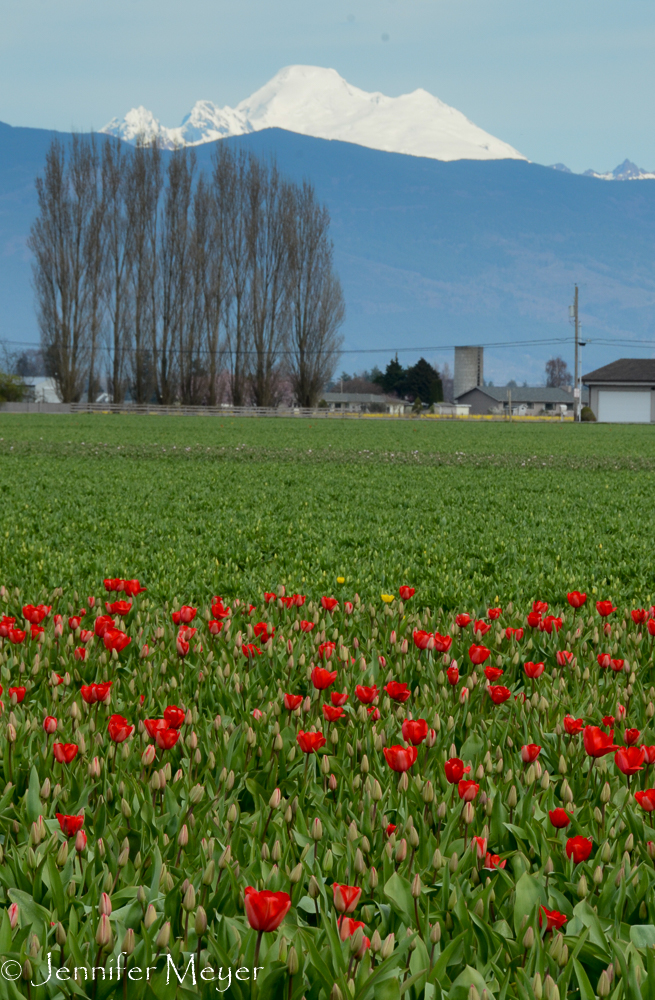 In two or three weeks, these tulip fields would be in full bloom.