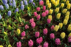 Kate stayed with Bailey and got this shot of hyacinths in the parking lot.