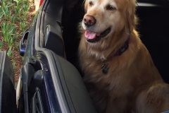 No dogs allowed, though.