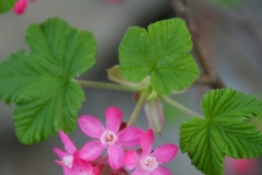 Blooming tree near the bridge.