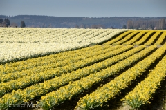 The daffodils were in full bloom.