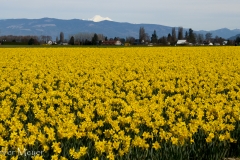 With Mount Baker in the background.