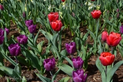 And a few early tulips.