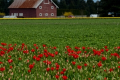 We did find a few early tulips in a roadside field.