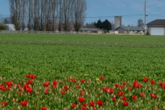 In two or three weeks, these tulip fields would be in full bloom.