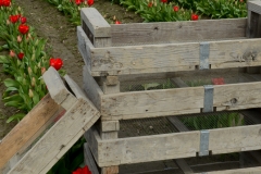 Crates ready for the pickers.