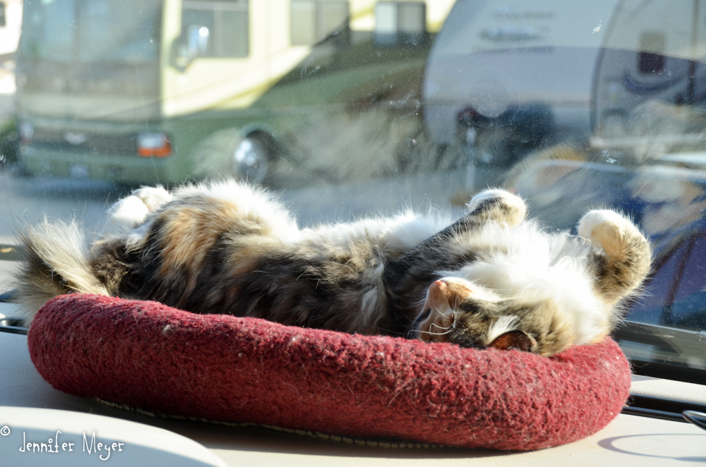 Gypsy was quite relaxed back in the RV repair lot where we found her.