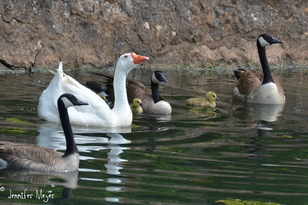 A blended goose family.