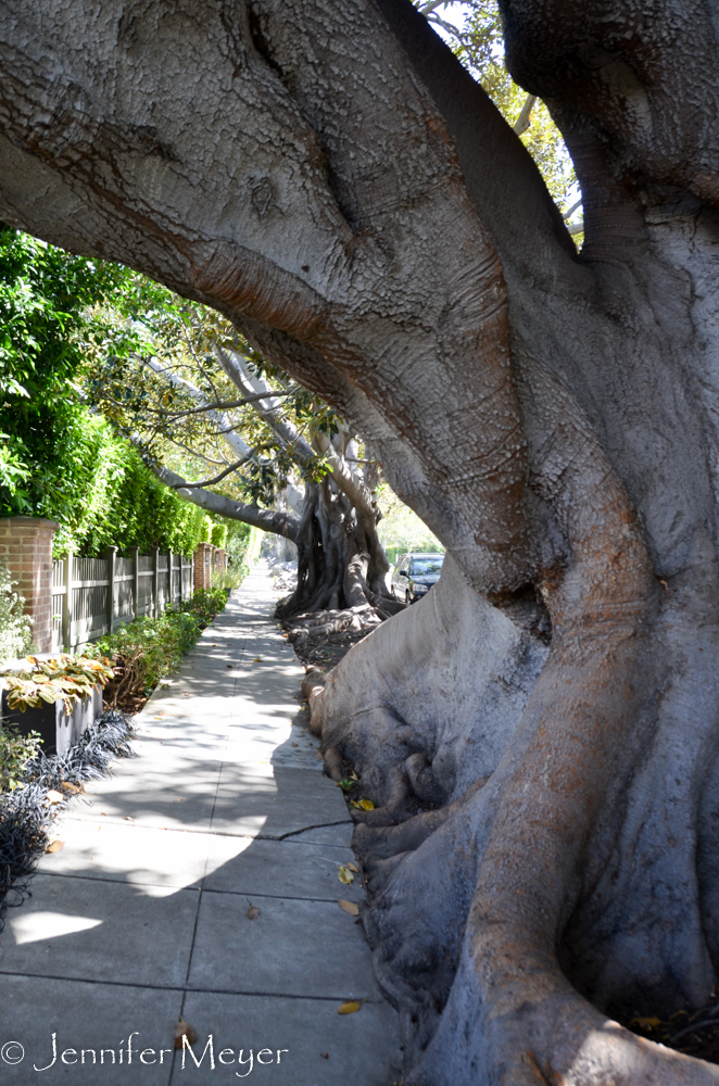 The street is lined with these incredible Moreton bay fig trees.