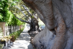 The street is lined with these incredible Moreton bay fig trees.