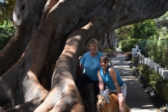 These amazing old trees are taking over the street.