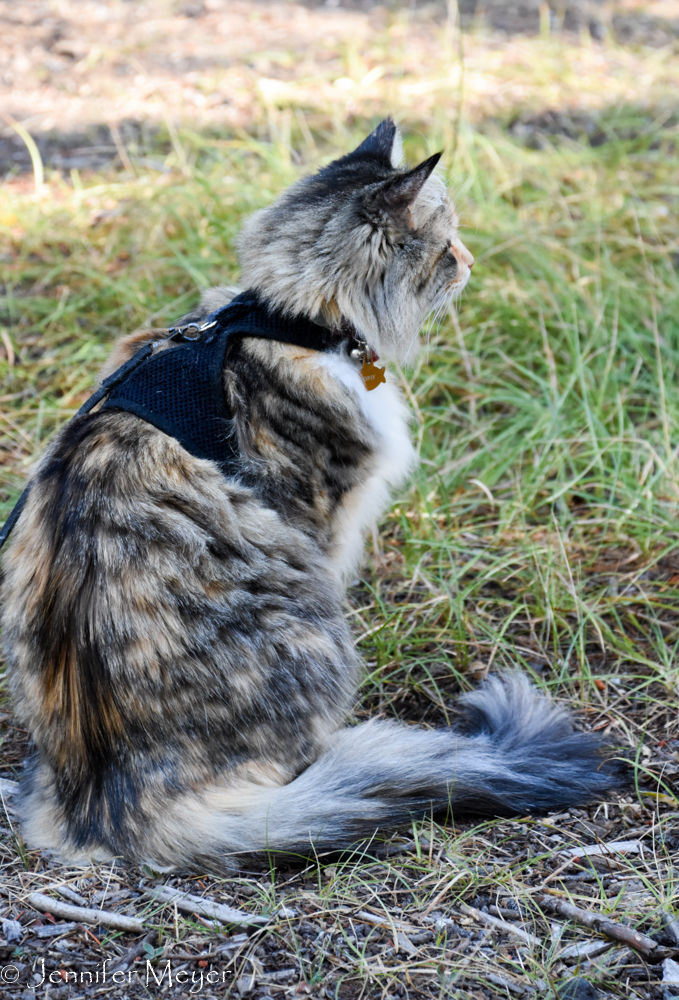 Gypsy stands watch.