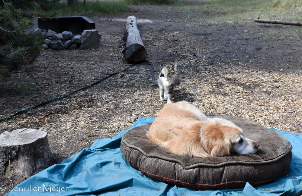 The pets seemed to enjoy it, too.