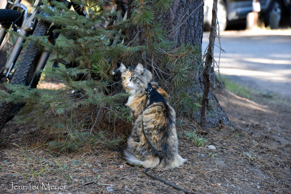 And resumed her post at the chipmunk tree.