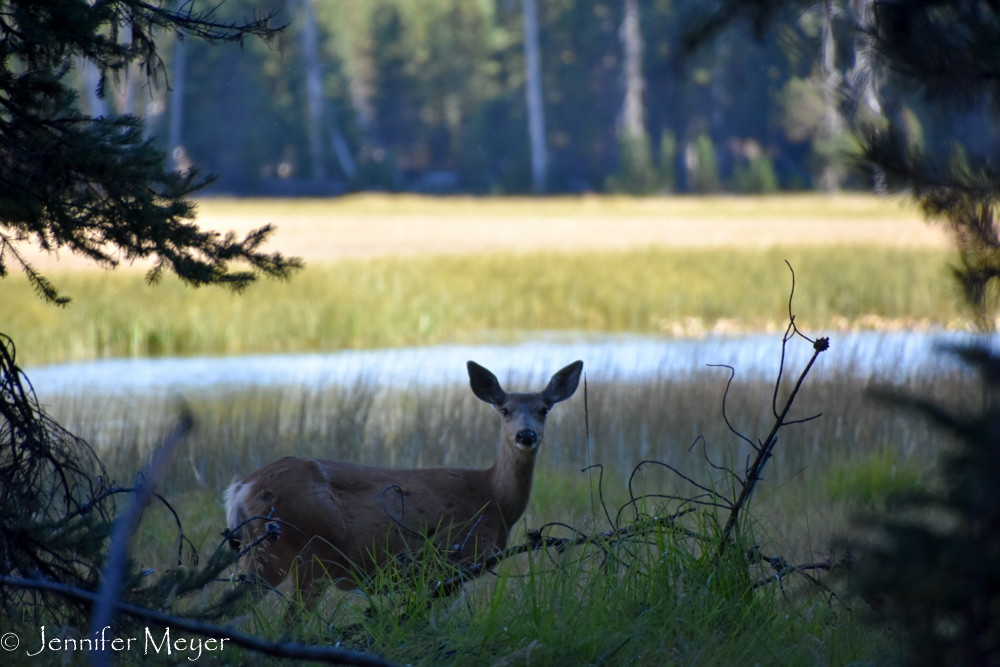 Alert mule deer.