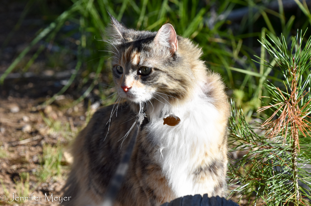 Such a curious cat.