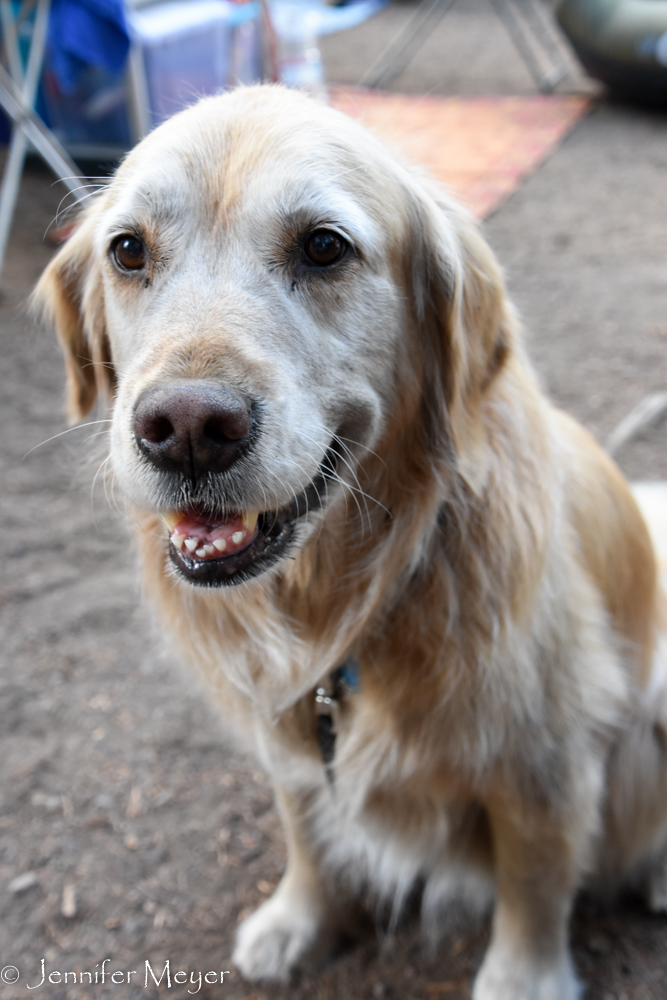 Bailey was so happy to see our friends and their dogs.