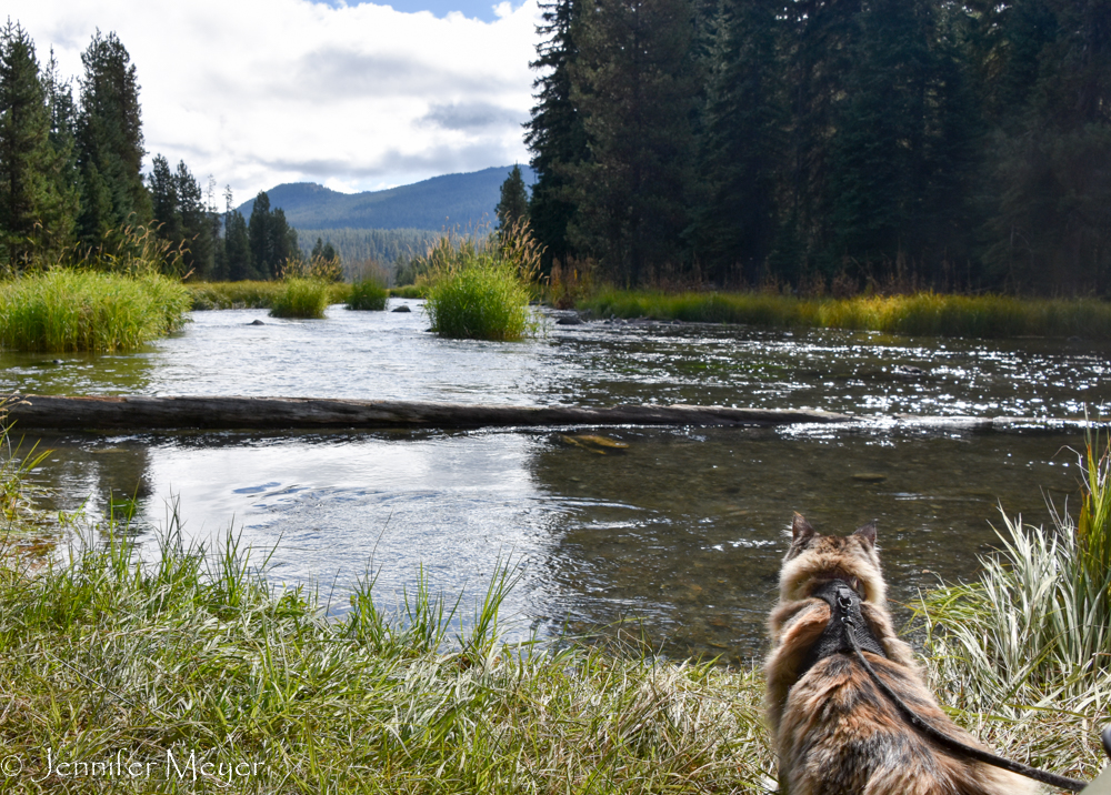 She's not exactly a River Cat.