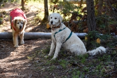 Cindy and I took Bailey and Walker for a hike.