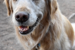 Bailey was so happy to see our friends and their dogs.