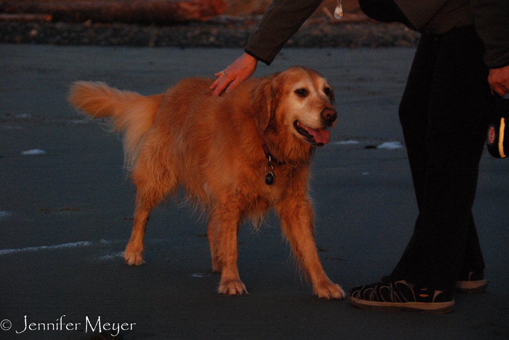 Happy dog.