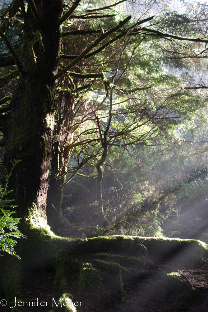 The sun was shining through the fog.