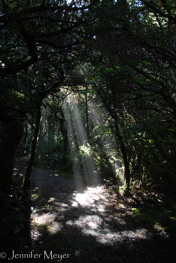 Peaceful walk to the beach.