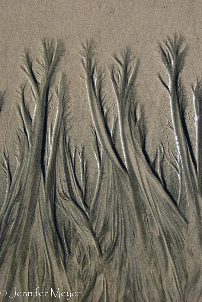 Remarkable tracks in the sand look like trees.