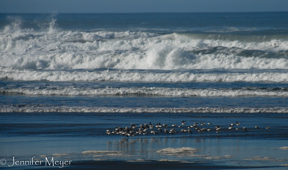 Birds and surf.