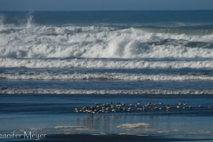 Birds and surf.