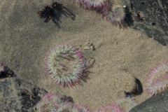 Sea anenomes.