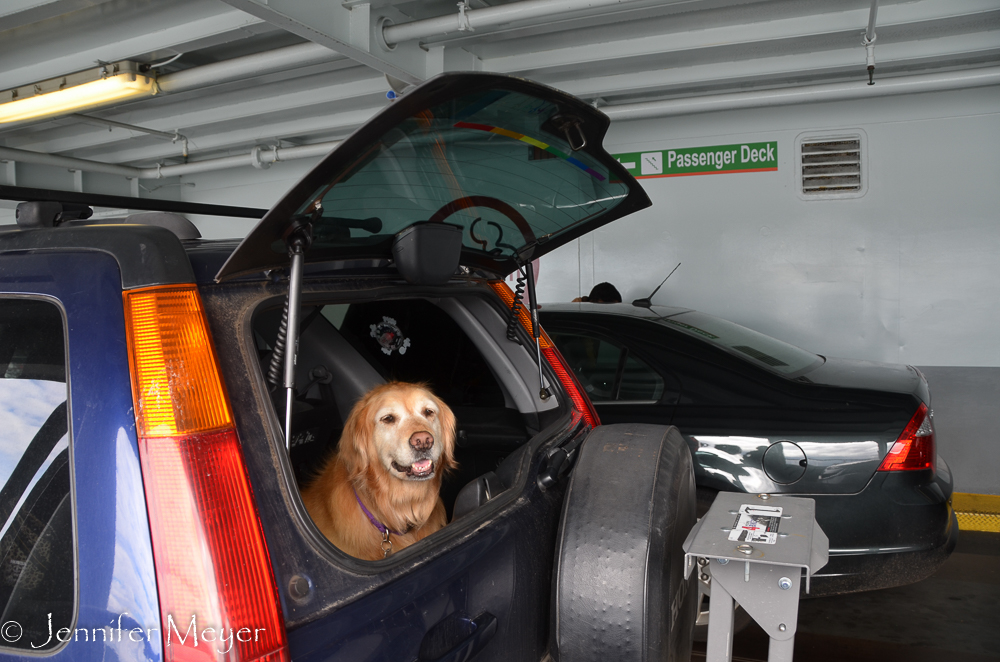 Bailey knows that the ferry means seeing our friends.
