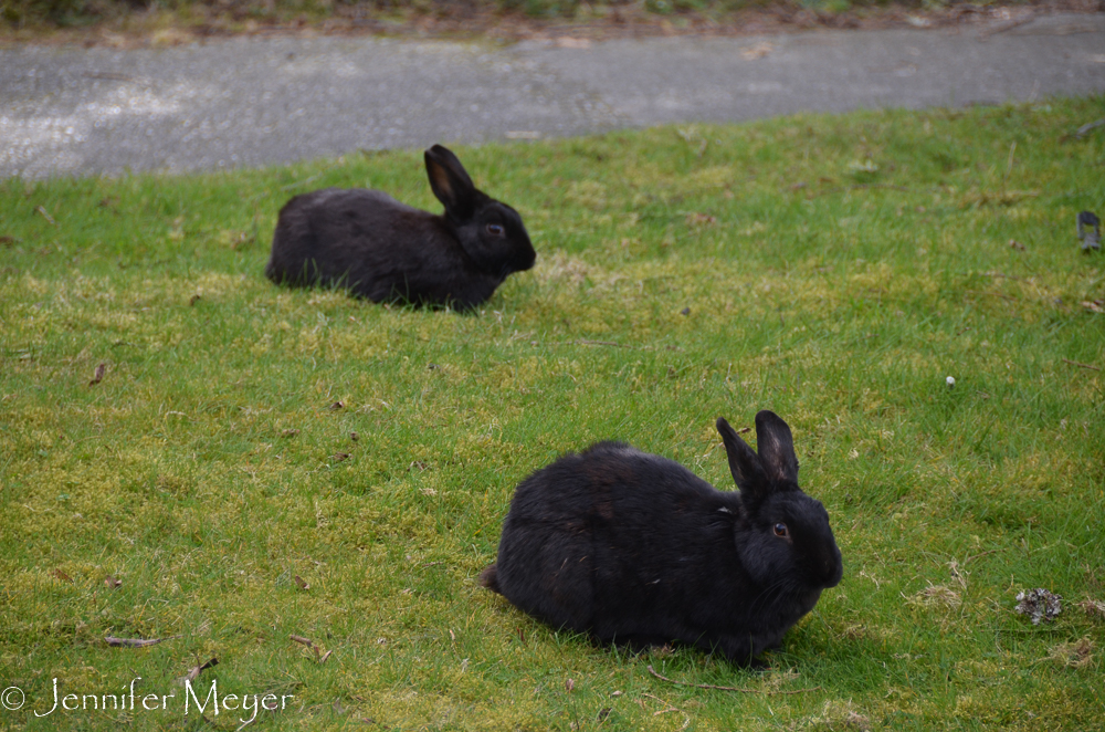 Langley is full of wild bunnies, descendants of escapees from the County Fairgrounds.
