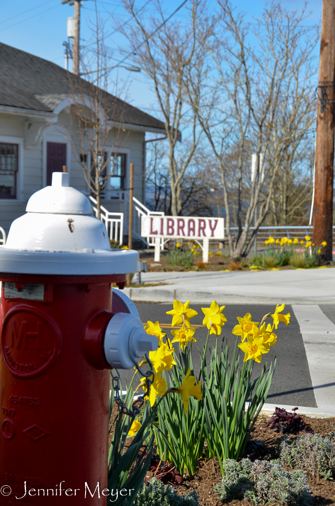 Daffodils in front of the library.