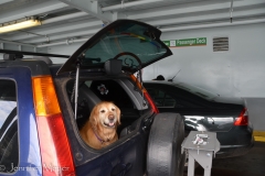 Bailey knows that the ferry means seeing our friends.