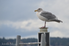 Seagull perched flamingo style.