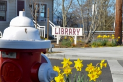 Daffodils in front of the library.