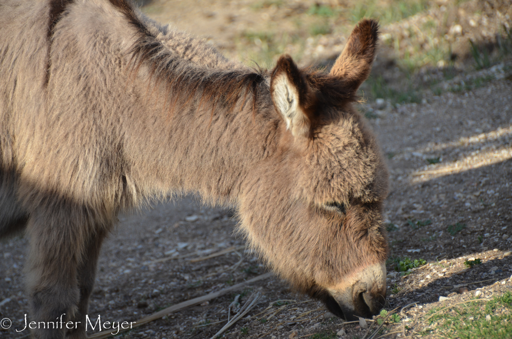 And the burros.