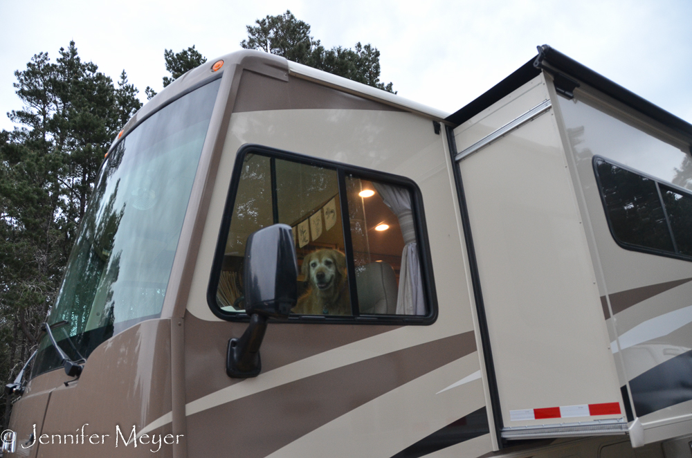 Bailey likes the view from the driver's seat.