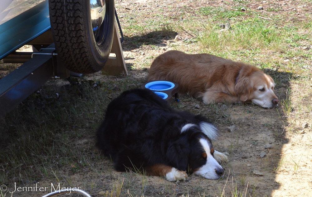 The dogs grabbed the shade.