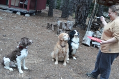 The dogs got to share a leftover salmon burger.