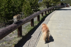 Walking to the lodge.