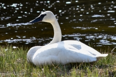 Trumpeter swan resting by the river.