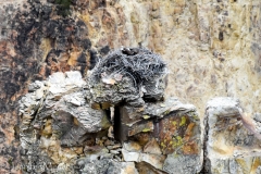 Osprey nest.